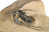 Kettneraspis Trilobite With Long Occipital Spine- Lghaft, Morocco #382852-2